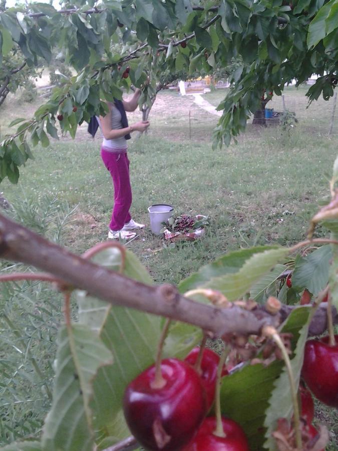 Agriturismo Persichitti Torricella Peligna ภายนอก รูปภาพ